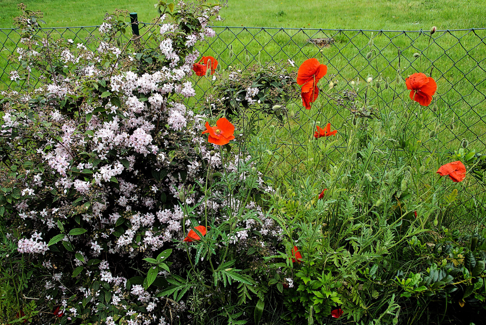 HFF aus meinem Garten