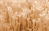 Crown-tipped coral fungus ~ Kroontjesknotszwam  (Artomyces pyxidatus)