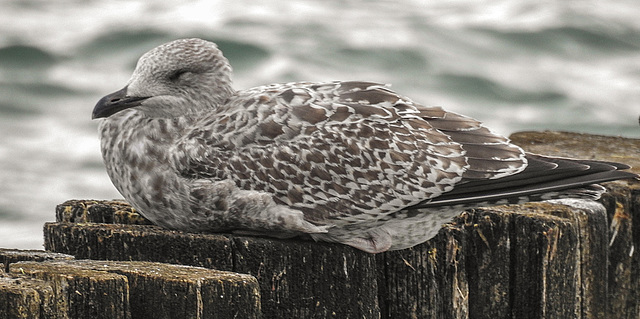 20190903 5726CPw [D~VR] Möwe, Zingst