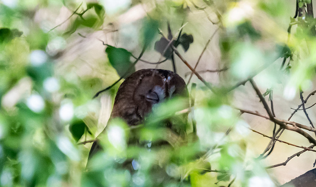 Tawny owl