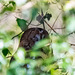 Tawny owl