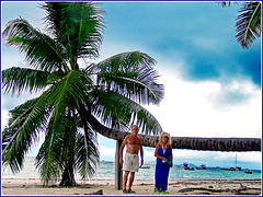 Seychelles : la grande palma è caduta sulla spiaggia - la sistemazione consente alla pianta di vivere ancora ...forse