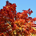 Herbstfarben im Sonnenlicht