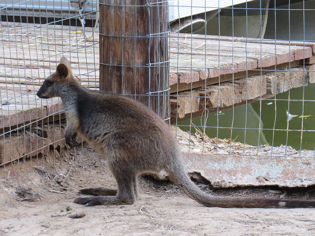 Wallaby