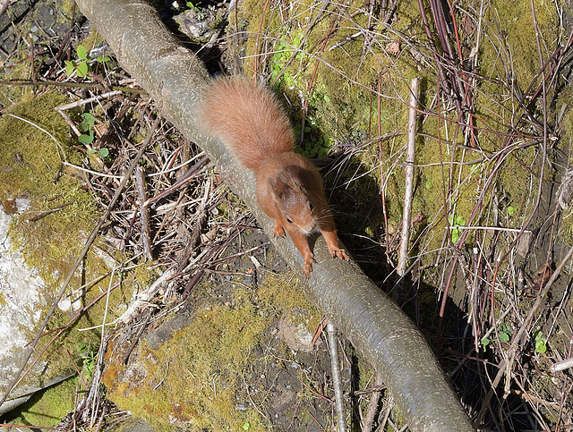 A red squirrel avoiding the crowds.