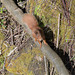 A red squirrel avoiding the crowds.
