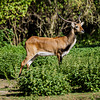 20240825_Aschersleben Tierpark (Nikon D800+Nikon D2x)