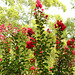 030-2025 365 Crepe Myrtle