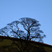 Tree top silhouette