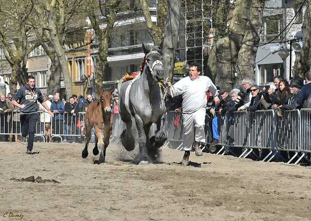 Epreuve de trot - Encouragements !