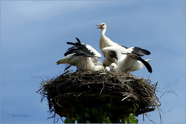 Series of Storks, II