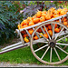 1-P1030955 - Pano - mb - Kürbisse auf Handkarren - Pumpkins on old Handcart