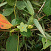 DSCN1414 - Matelea denticulata, Apocynaceae