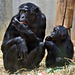 Bonobos