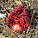 The rhubarb doesn't mind the frosty nights