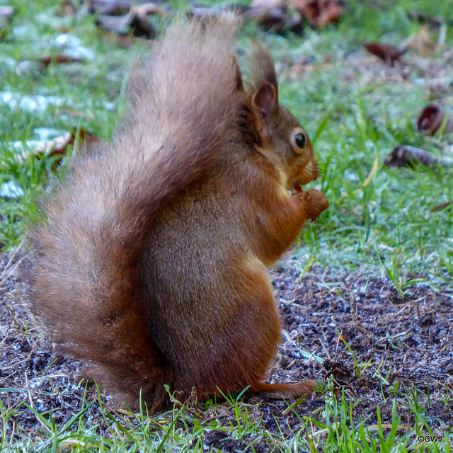 At -3°C it is a cold morning for breakfast outside, for Mr Red.