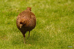 Hen pheasant on the hunt for peanuts