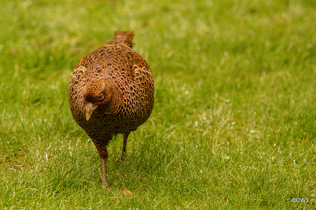 Hen pheasant on the hunt for peanuts