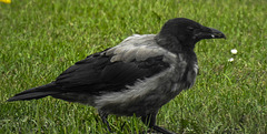 20190903 5727CPw [D~VR] Nebelkrähe (Corvus cornix), Zingst