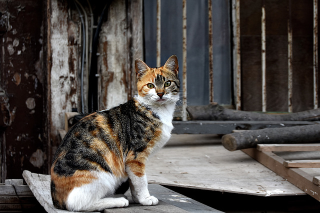 Cat and old house