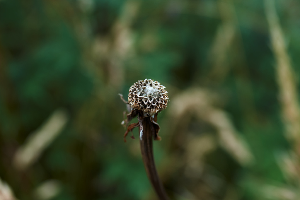 Seed Head 3