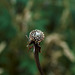 Seed Head 3
