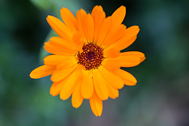 20210902 4372VRMw [D~LIP] Ringelblume (Calendula officinalis), Bad Salzuflen