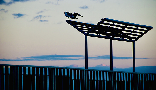 A Fence for Friday