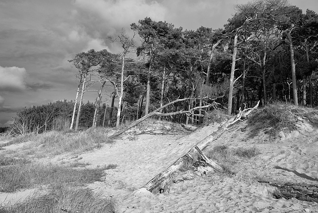 Zingst 11