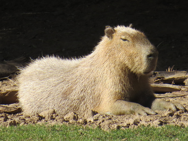 Capybara