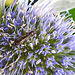 20230722 2775CPw [D~LIP] Flachblättriger Mannstreu (Eryngium planum), Wollhaarkäfer (Dasytes agg), Bad Salzuflen