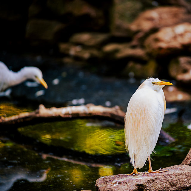 20240825_Aschersleben Tierpark (Nikon D800+Nikon D2x)