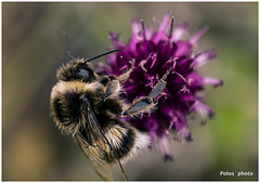 Bombus bifarius, conocido como abejorro...