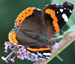 EOS R7 Peter Harriman 13 49 15 9054 01 redAdmiral dpp