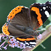 EOS R7 Peter Harriman 13 49 15 9054 01 redAdmiral dpp