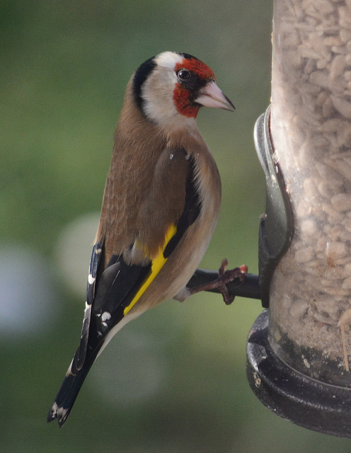 Goldfinch