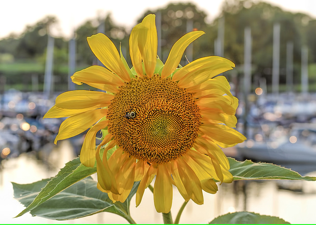 sunflowers-1-ebay