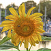 sunflowers-1-ebay