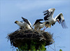 Series of Storks, I