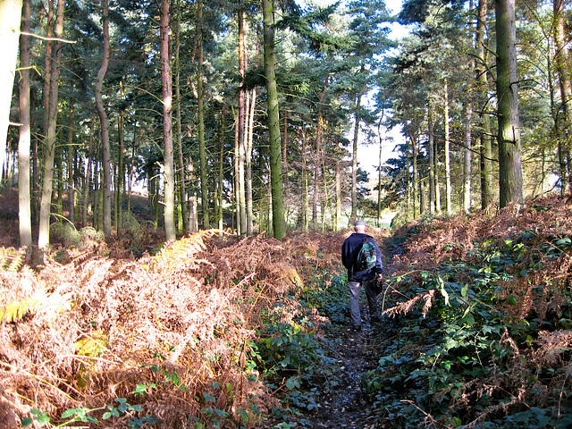 Autumn in Weeford Park Wood