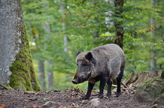 Aug in Aug mit den Tieren des Waldes - Wildschwein