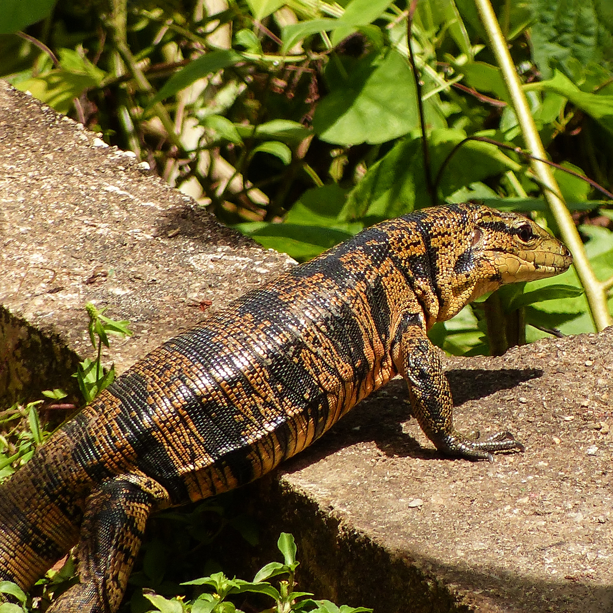 Golden Tegu, Asa Wright, Trinidad