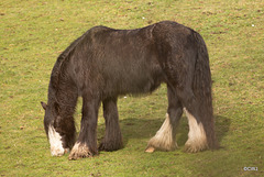 Young Davy enjoying the spring grass