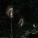 Cyniosurus echinatus, Yosemite USA L1020361