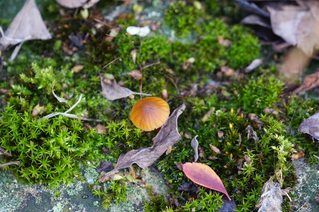 Winziger Pilz im Moos