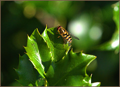 Hoverfly, I think