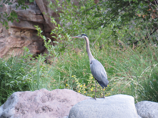 Great Blue Heron