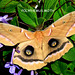 Polyphemus Moth (Antheraea polyphemus)