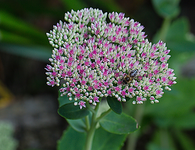 20210902 4373VRMw [D~LIP] Fetthenne (Sedum 'Herbstfreude'), Honigbiene, Bad Salzuflen