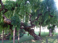 Saphora japonica "Pendula"